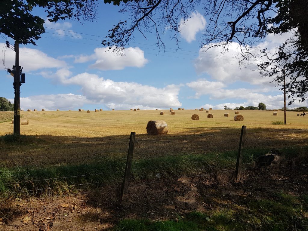 Fields Around Glendronach